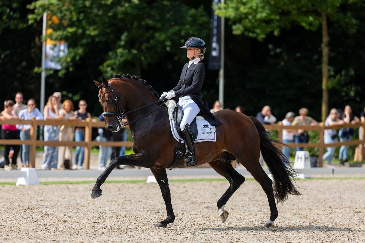 Johnny Depp Stallion